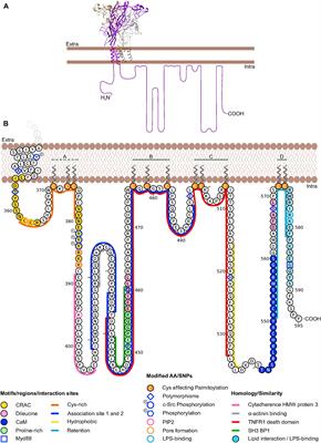 P2X7 Interactions and Signaling – Making Head or Tail of It